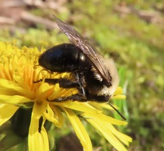Andrena carlini