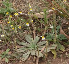 Plantago serraria