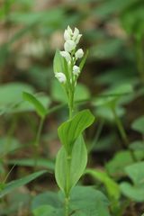 Cephalanthera erecta