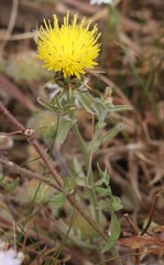 Centaurea sicula