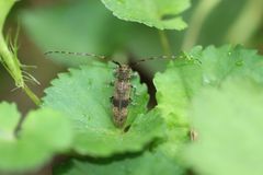 Asaperda agapanthina