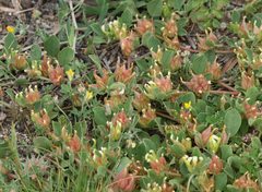 Tripodion tetraphyllum