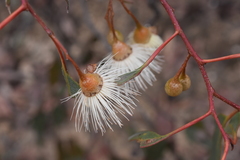 Eucalyptus tricarpa