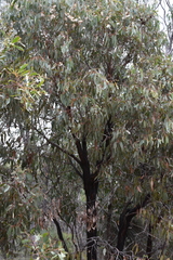 Eucalyptus tricarpa