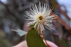Eucalyptus tricarpa