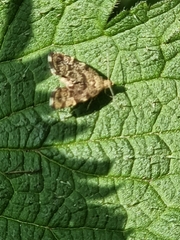 Anthophila fabriciana