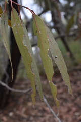 Eucalyptus tricarpa