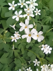 Oxalis articulata articulata