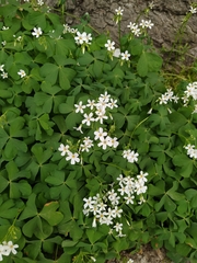 Oxalis articulata articulata