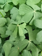 Oxalis articulata articulata