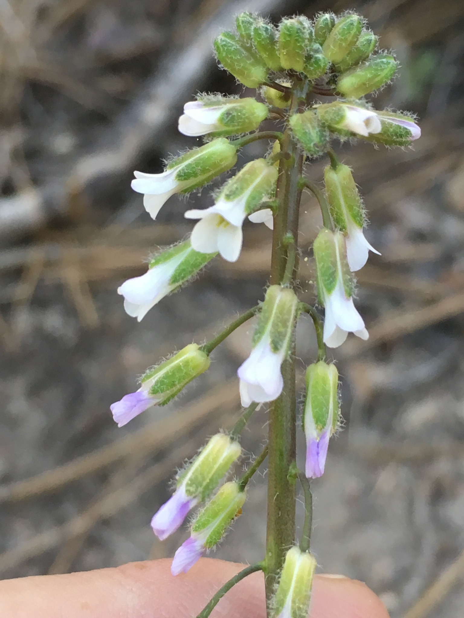 Boechera pinetorum