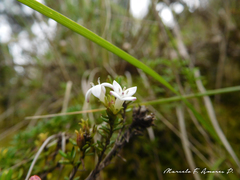 Arcytophyllum thymifolium