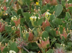 Tripodion tetraphyllum