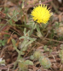 Centaurea sicula