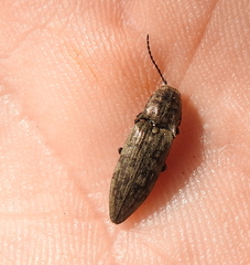 Actenicerus siaelandicus