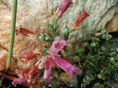 Erica strigilifolia
