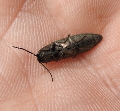 Actenicerus siaelandicus