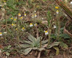 Plantago serraria