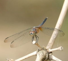 Brachydiplax chalybea