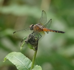 Brachydiplax chalybea