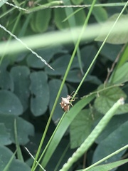 Hemiptera