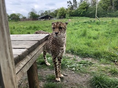 Acinonyx