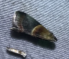 Acrobasis demotella