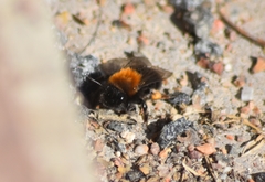 Andrena clarkella