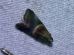 Acrobasis demotella