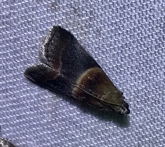 Acrobasis demotella