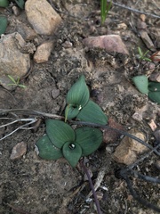 Ledebouria ovalifolia