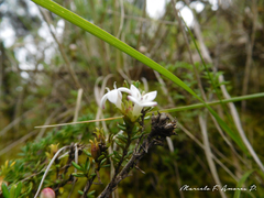 Arcytophyllum thymifolium
