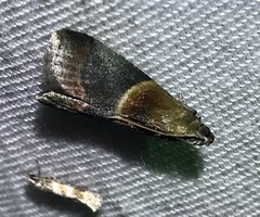 Acrobasis demotella