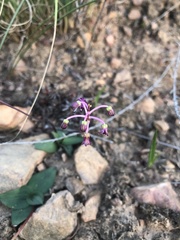 Ledebouria ovalifolia