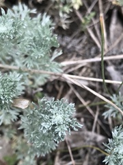 Artemisia