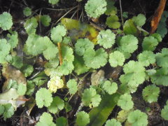 Hydrocotyle moschata moschata