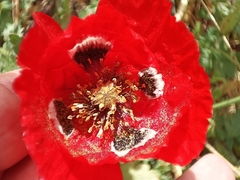 Papaver umbonatum