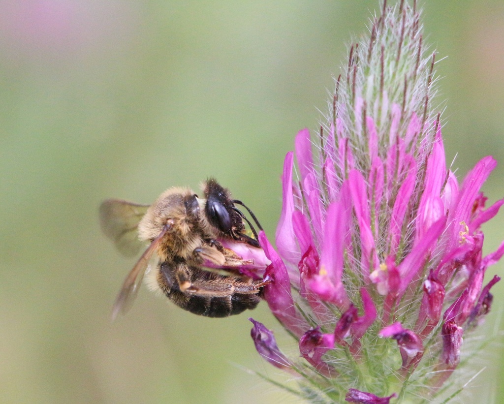 Melitturga syriaca