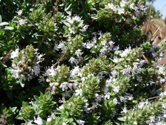 Thymus kotschyanus