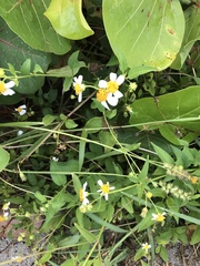 Bidens alba