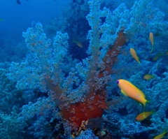 Dendronephthya hemprichi