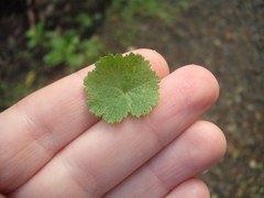 Hydrocotyle moschata moschata