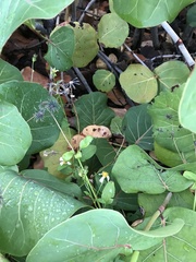 Bidens alba