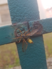 Ctenophora flaveolata