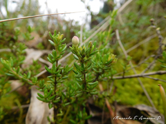 Arcytophyllum thymifolium