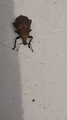 Tropiphorus elevatus