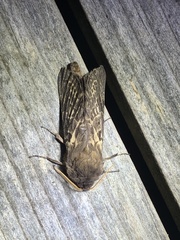 Oxycanus antipoda