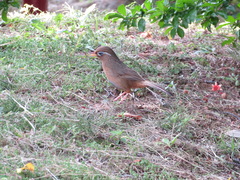 Garrulax canorus