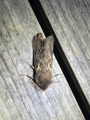Oxycanus antipoda
