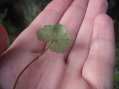 Hydrocotyle moschata moschata